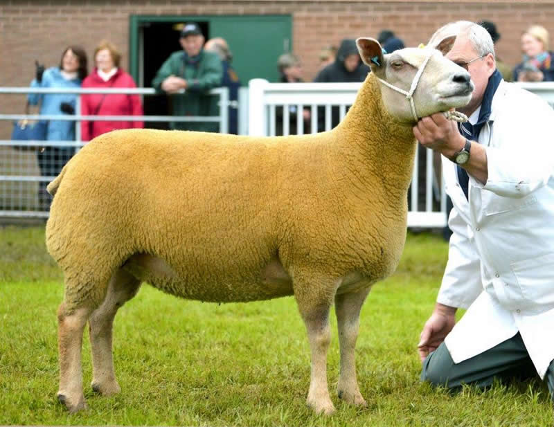 Edstaston Madison Edstaston Madison